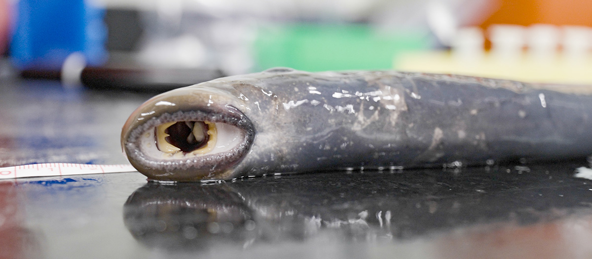 A wet, live lamprey lies on a research table.