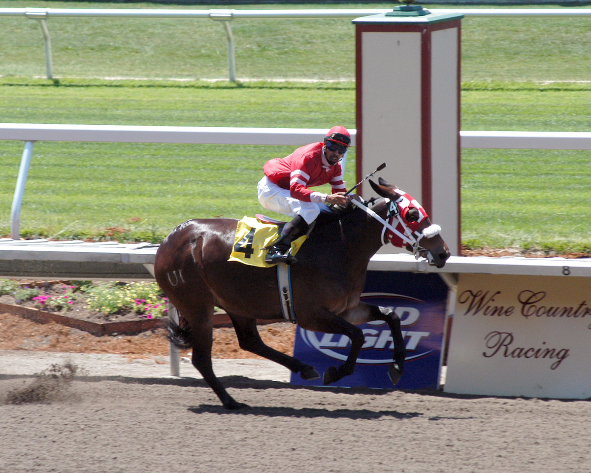 Jockey racing on Idaho Gem at the Sonoma Fair in 2006, "UI" on cloned mule to represent University of Idaho