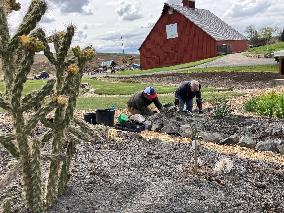 Two people planting the new cacti collection near the arboretum entrance.
