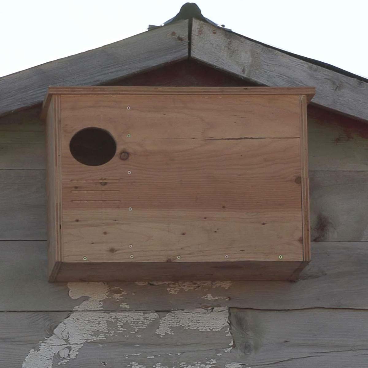 barn owl nest box