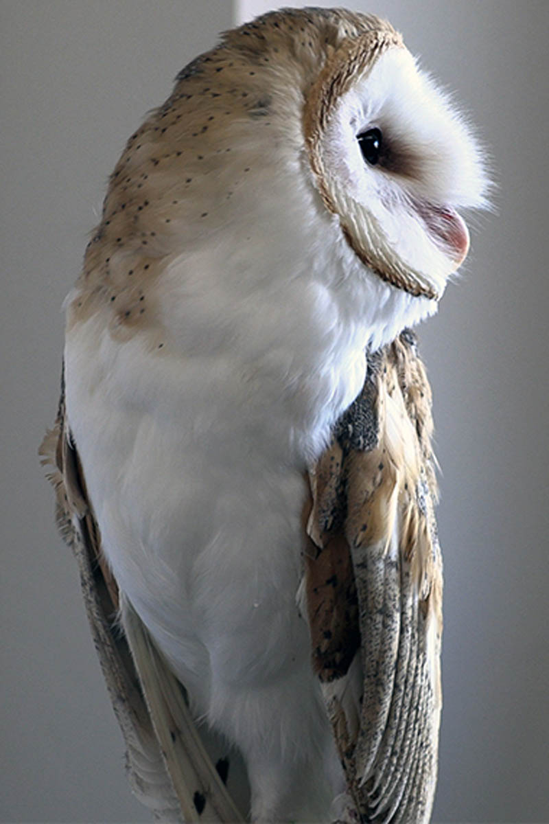 Barn Owl Research University Of Idaho Extension Minidoka County