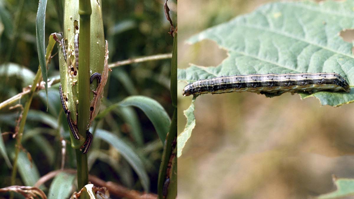 Armyworms Integrated Pest Management Ui Extension