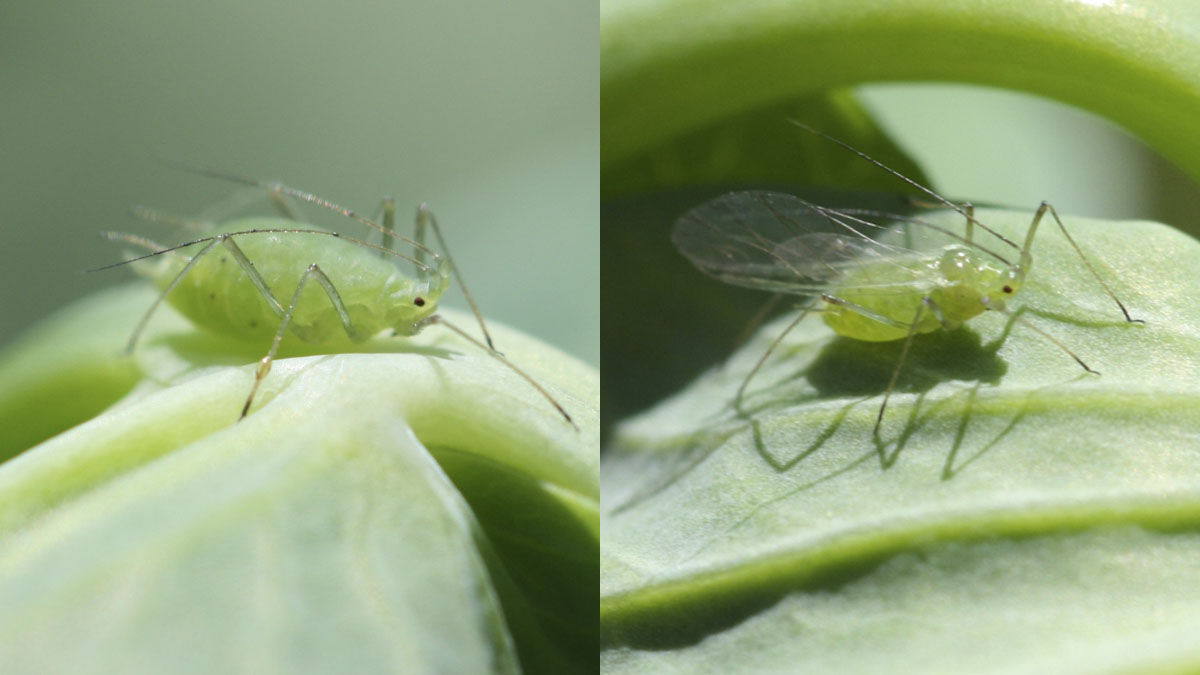 Pea Aphids - Integrated Pest Management | UI Extension