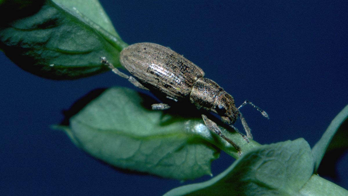 Cowpea Weevil Pest Control - Cowpea Weevil Exterminators