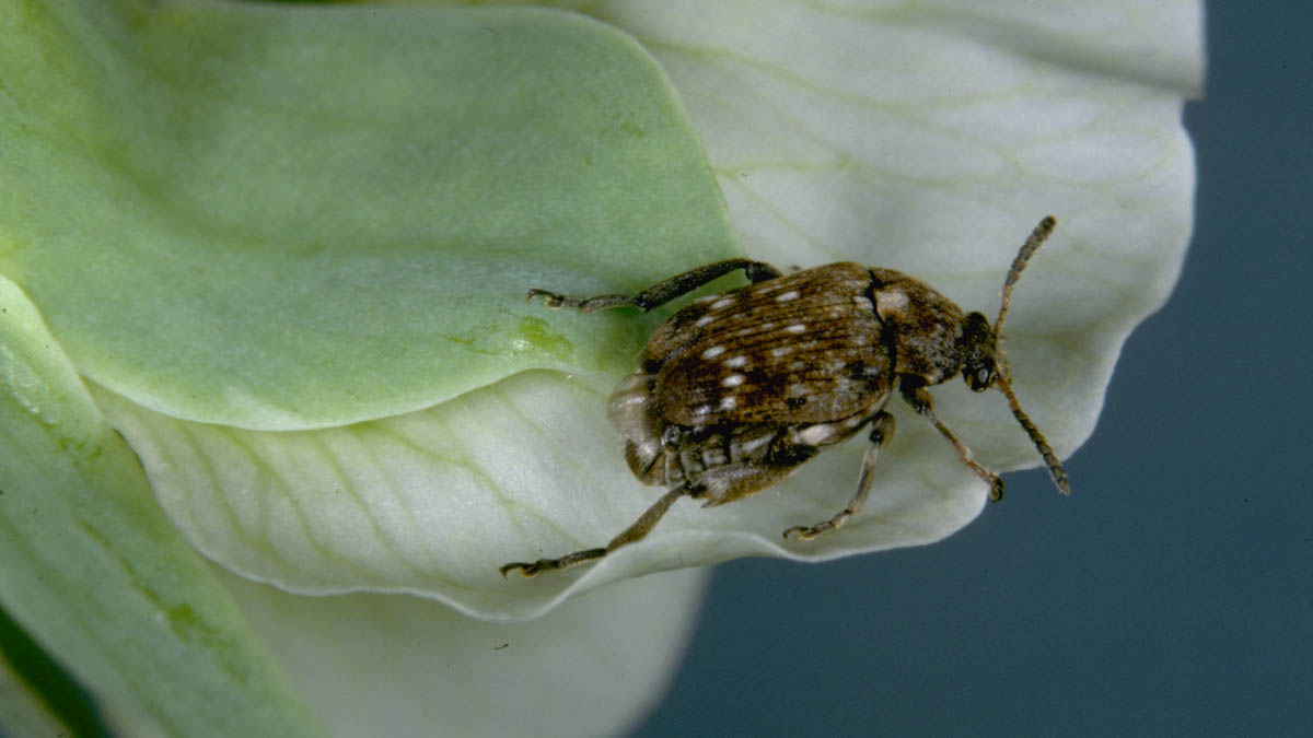 Pea Weevils - Integrated Pest Management | UI Extension