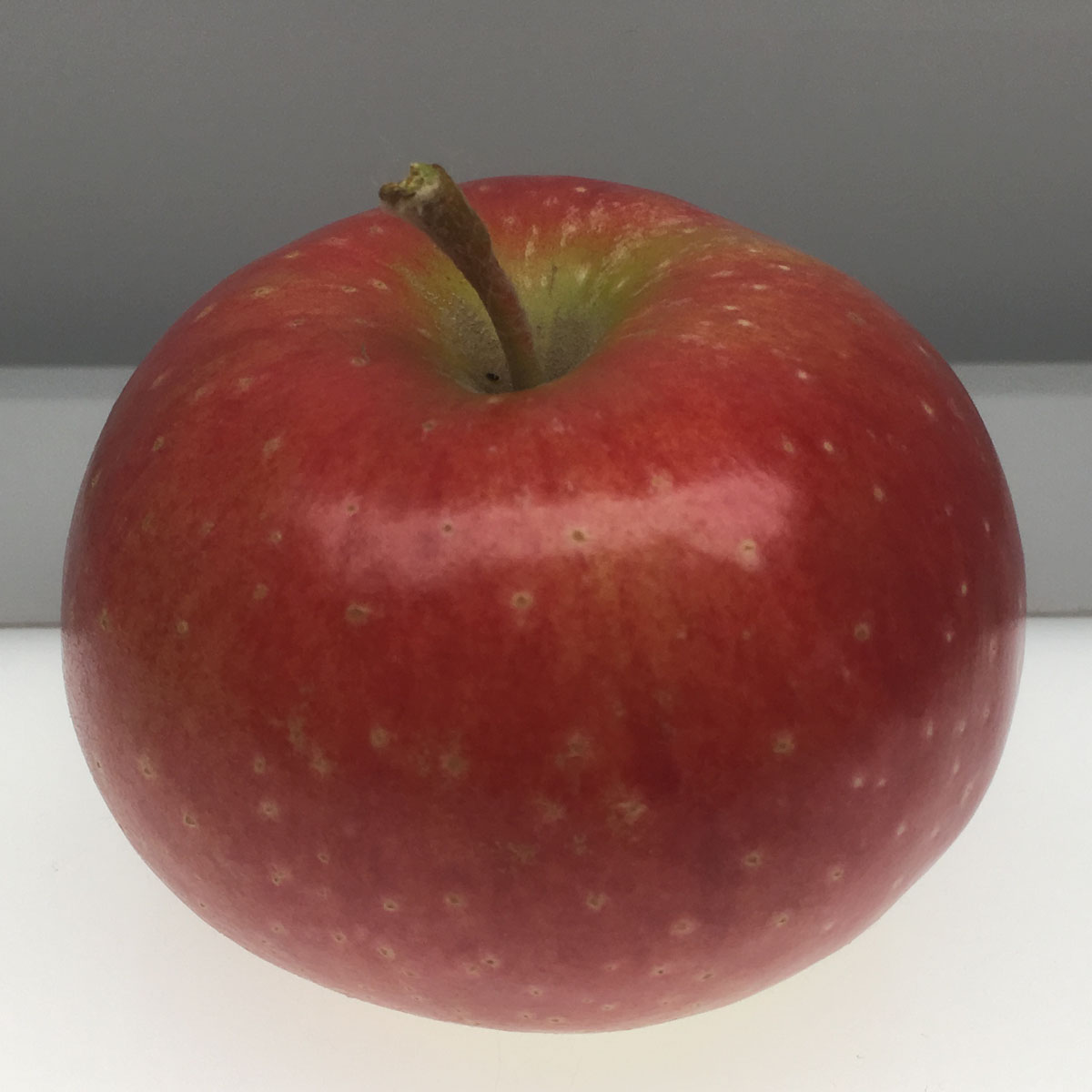 Organic Ashmead's Kernel Apples, 1 lb, Devoto Gardens
