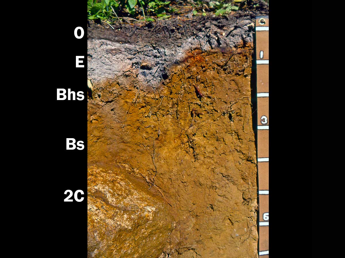 Spodosols | Soil & Water Systems | University of Idaho