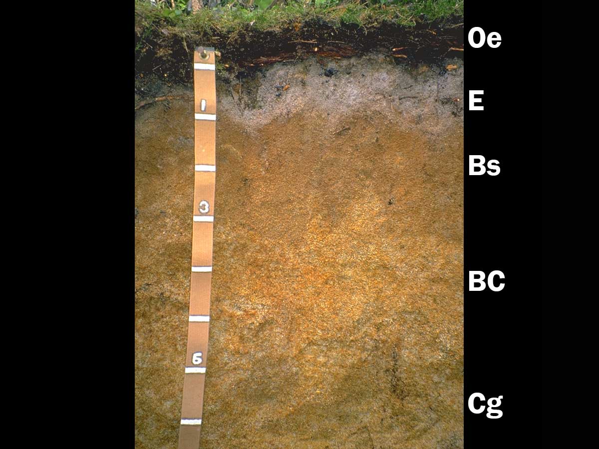 Spodosols | Soil & Water Systems | University of Idaho