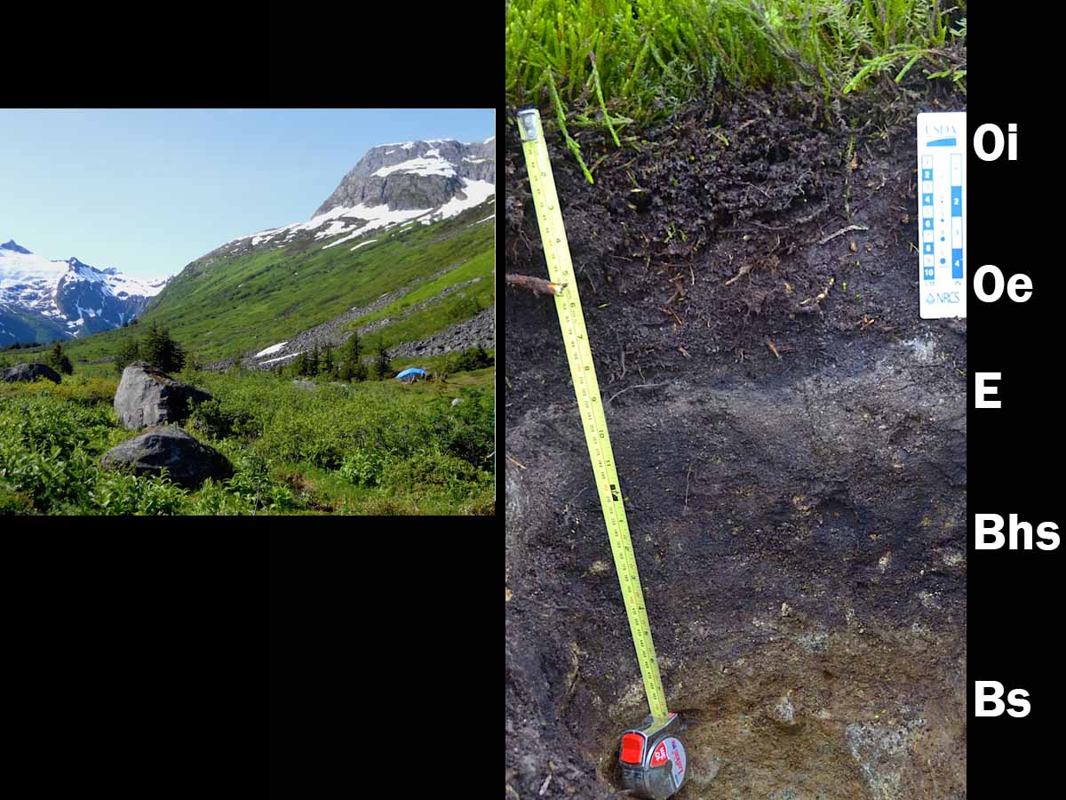 Spodosols | Soil & Water Systems | University of Idaho