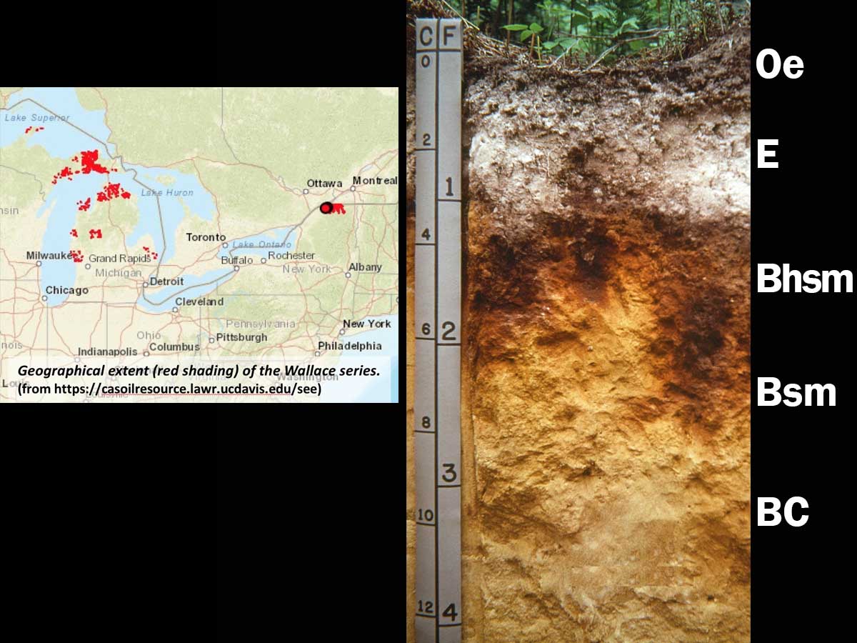 Spodosols | Soil & Water Systems | University of Idaho