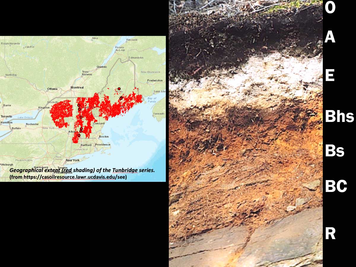 Spodosols | Soil & Water Systems | University of Idaho