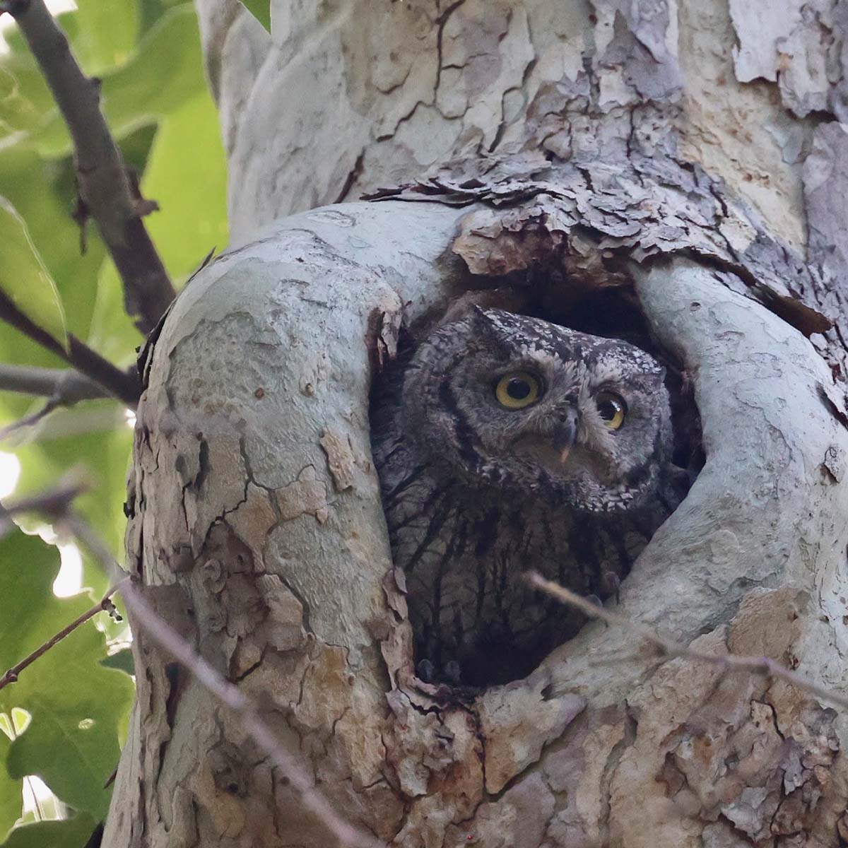 Doris Duke Student Joins Research Team Studying Owls in Arizona