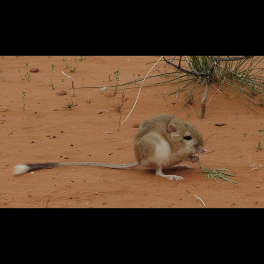 Lab Report Kangaroo Rats