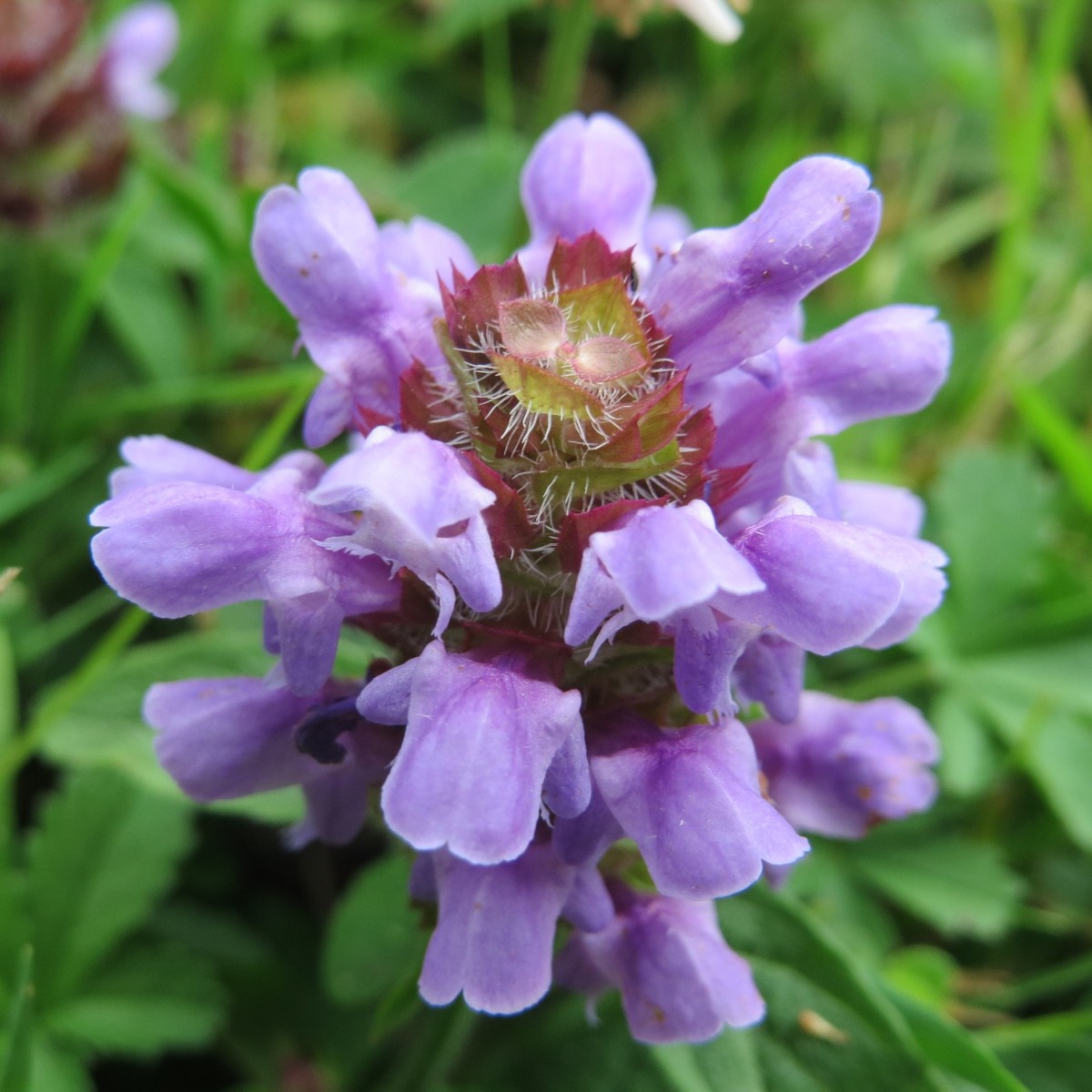 Native Plants Guide | U of I Sustainability