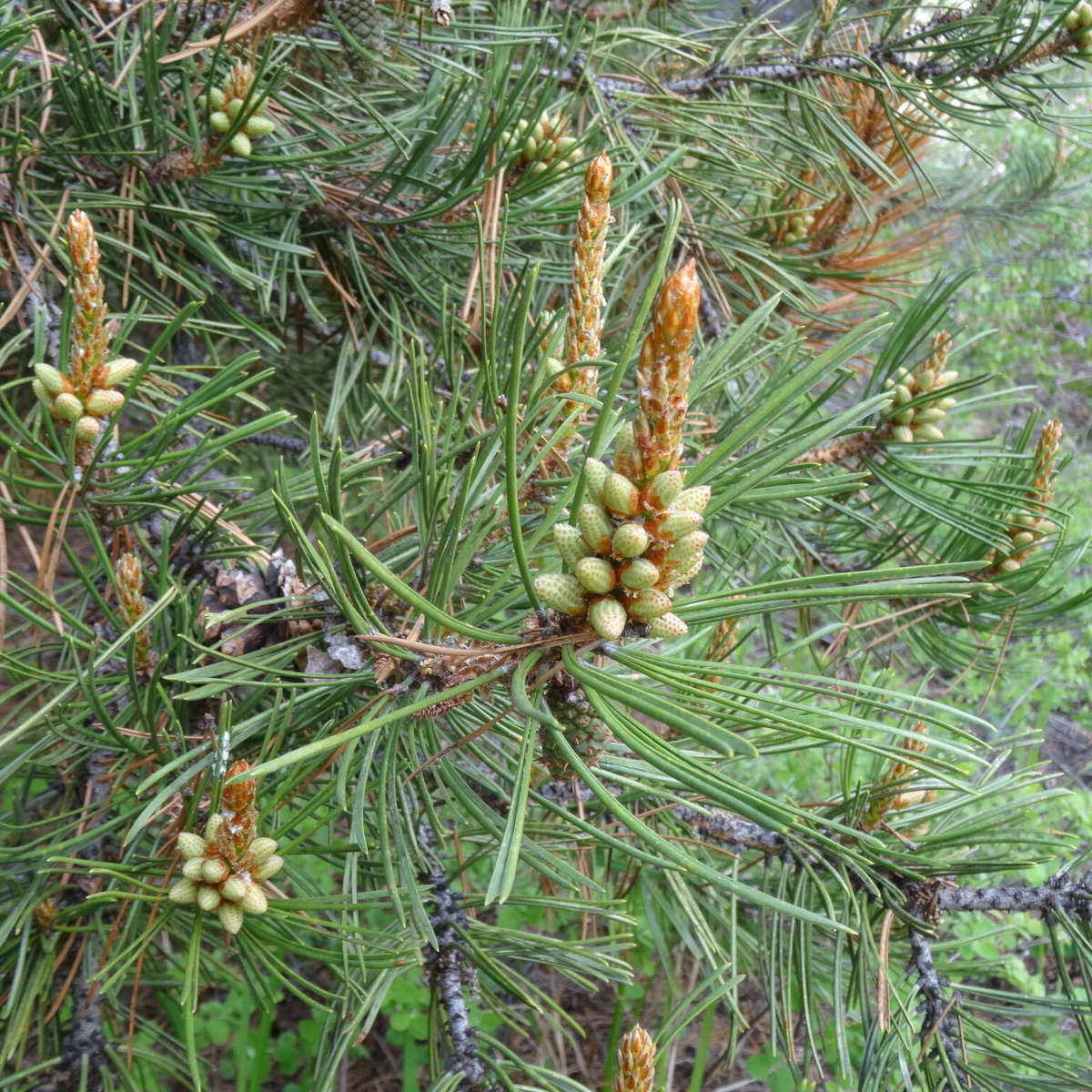 Native Plants Guide | U of I Sustainability