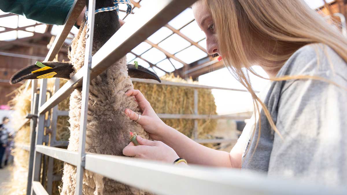 A woman drawing blood from a sheep.