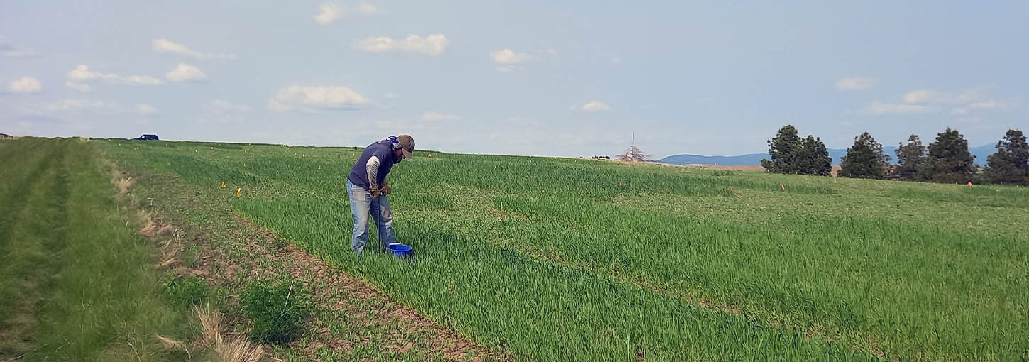 A man takes a soil sample in the middle of a field.