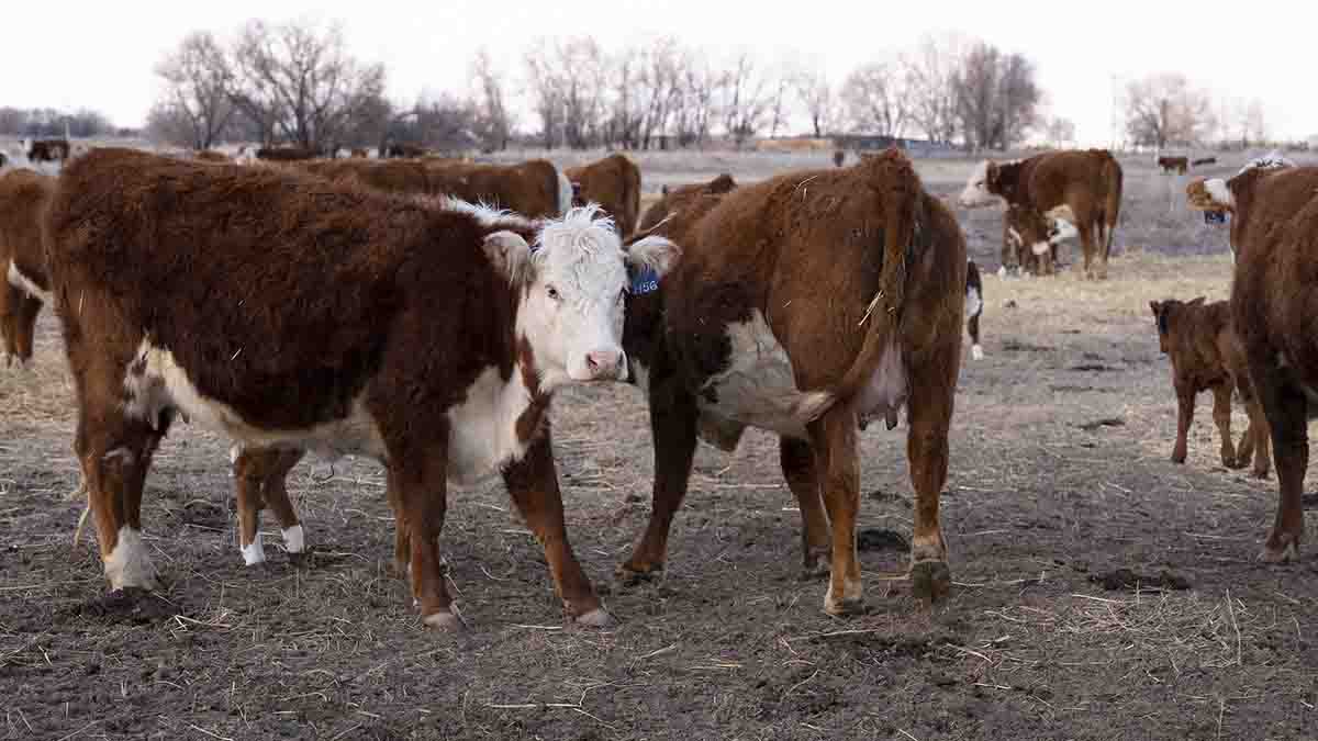 Heifers and calves in a field.
