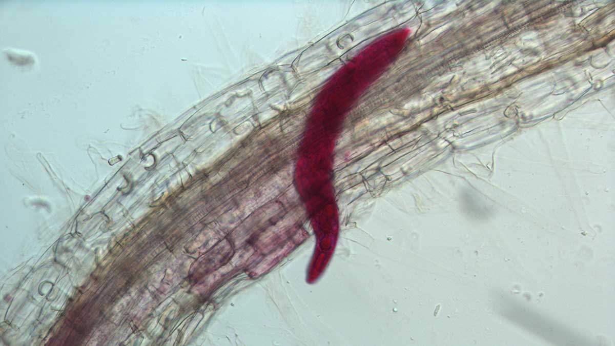 A pale cyst nematode.
