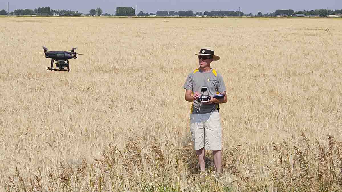A man flying a drone in a wheat field.