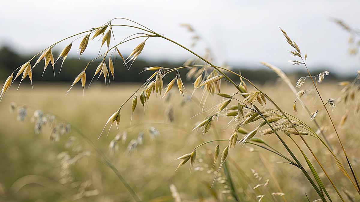 A field of wheat.