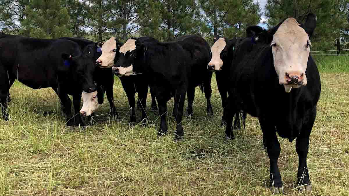 Black and white faced cows.