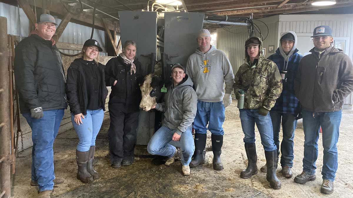 A group photo of men and women in a barn with a steer.