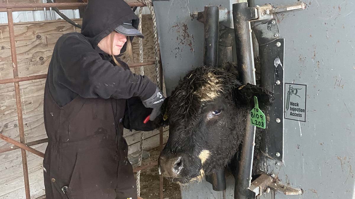 A woman tagging a steer.