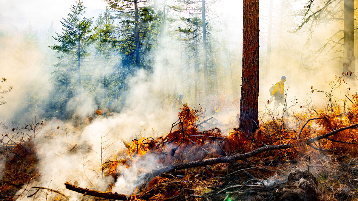 U Of I Experimental Forest | University Of Idaho