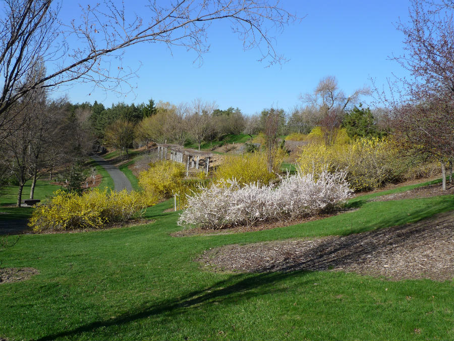 Forsythia and Abeliophyllum 