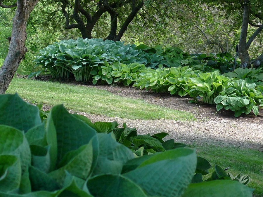 Hosta Walk  