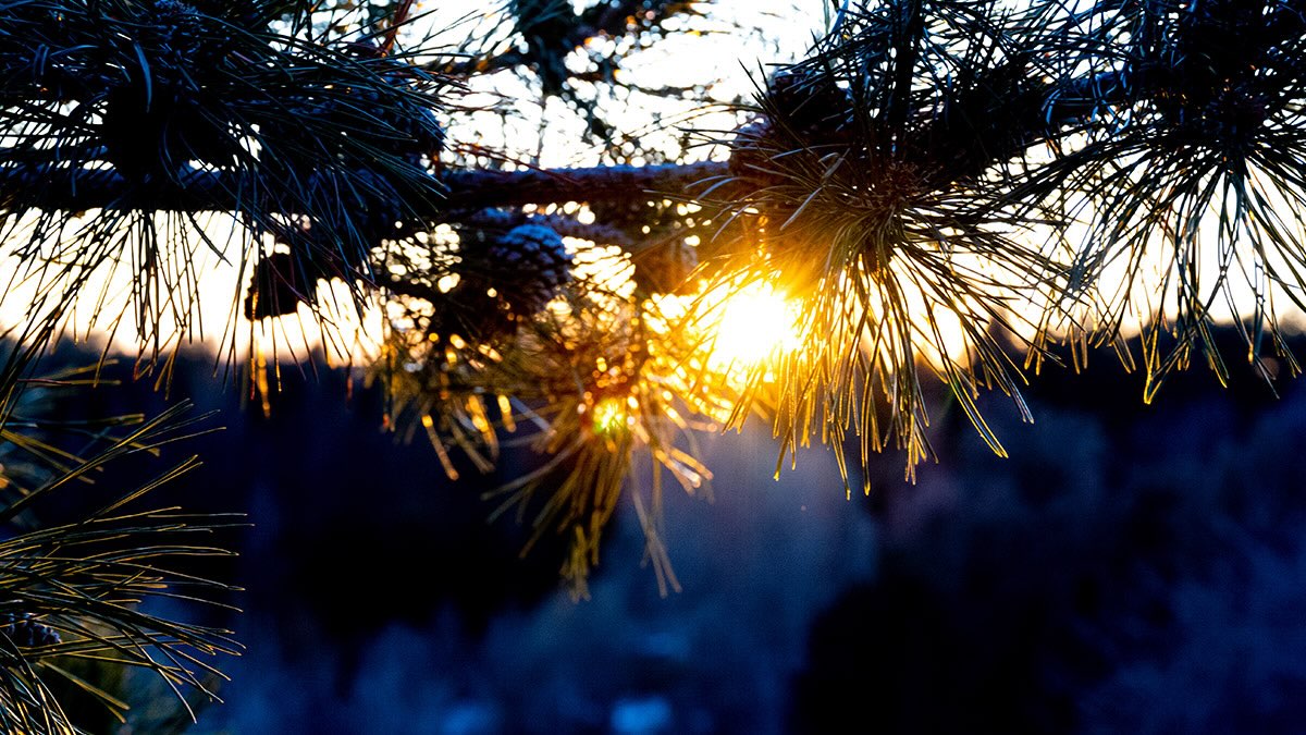 An up-close picture of tree branches with a sunset in the background