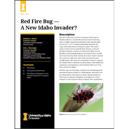 Red Fire Bug — A New Idaho Invader?