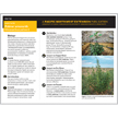 Quick Facts: Palmer amaranth (Amaranthus palmeri)