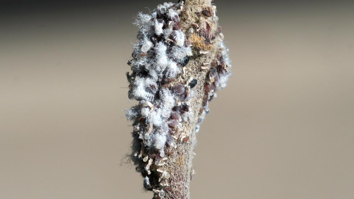 Wooly apple aphid colony on crabapple