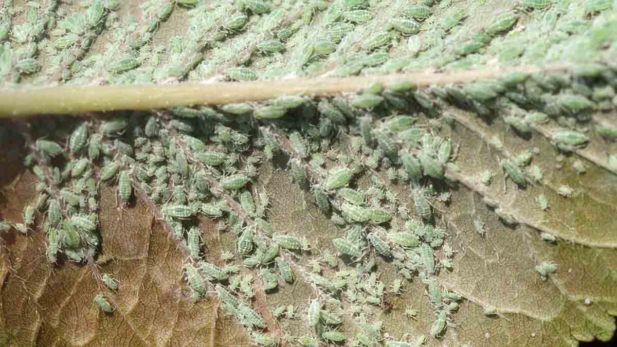 Mealy plum aphid colony
