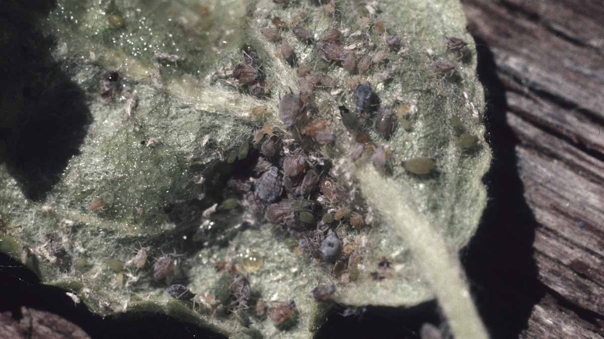 Rosy apple aphid colony