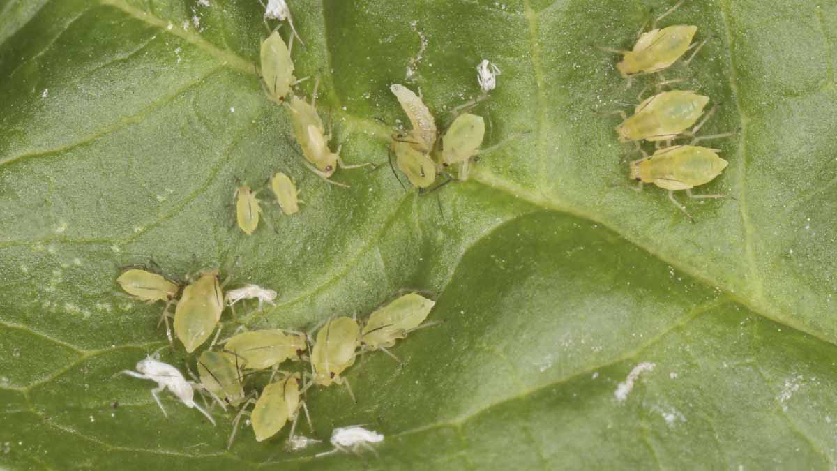 Green peach aphids