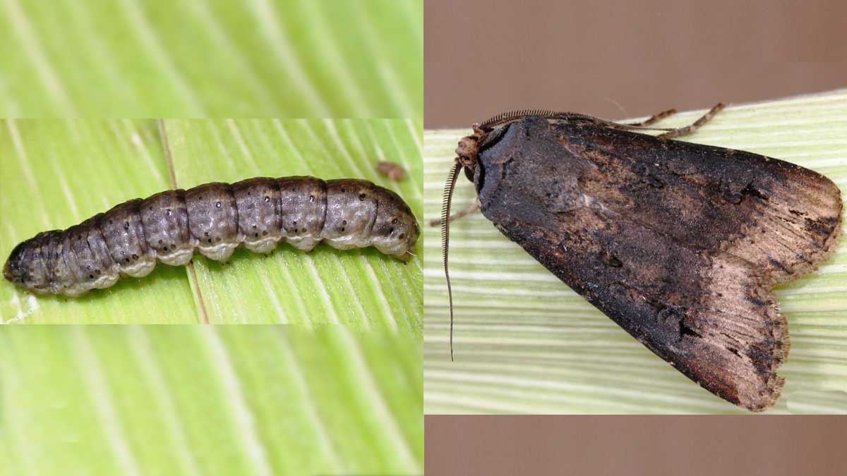 Cutworms Integrated Pest Management UI Extension