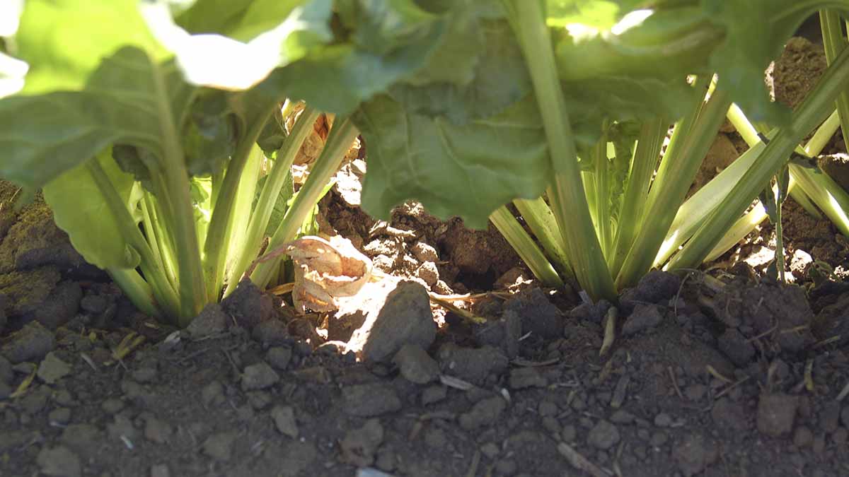 Rhizoctonia root and crown rot Integrated Pest Management UI