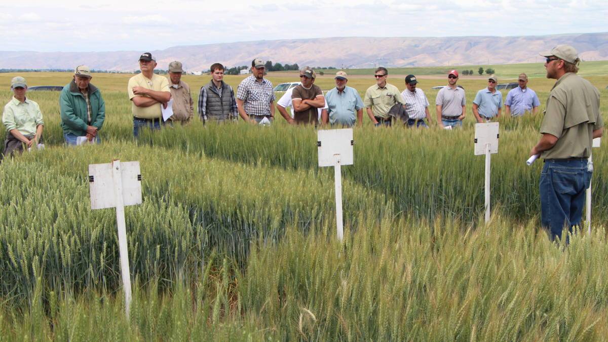 Barley South Central Southeast Idaho Cereals UI Extension