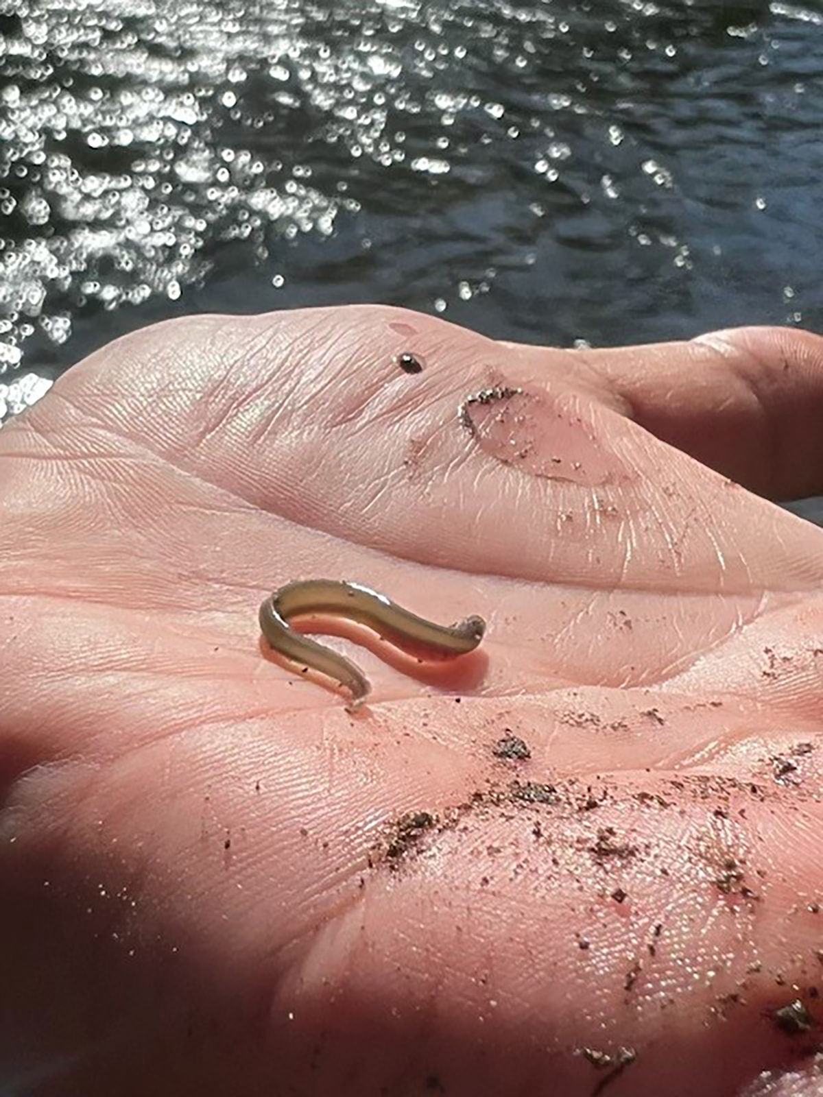 A tiny lamprey held in the palm of someone’s hand.