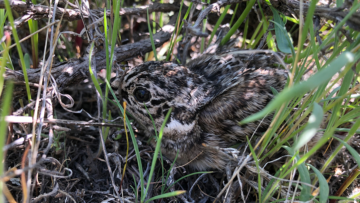 A small speckled chick hides in grass.