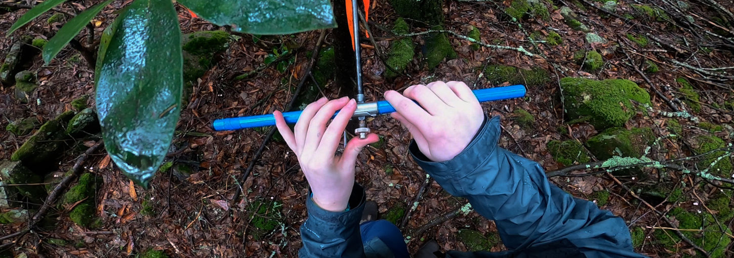 Two hands turn a core sample wrench stuck into a tree in the forest