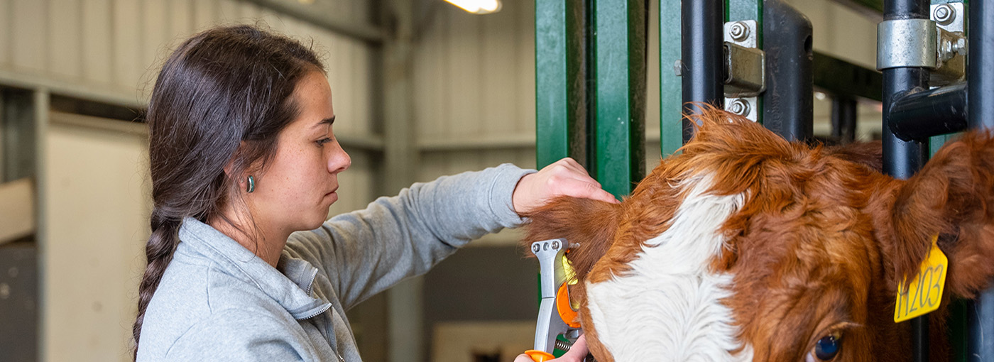 Woman uses ear tag device to punch an ear tag into a cow’s ear