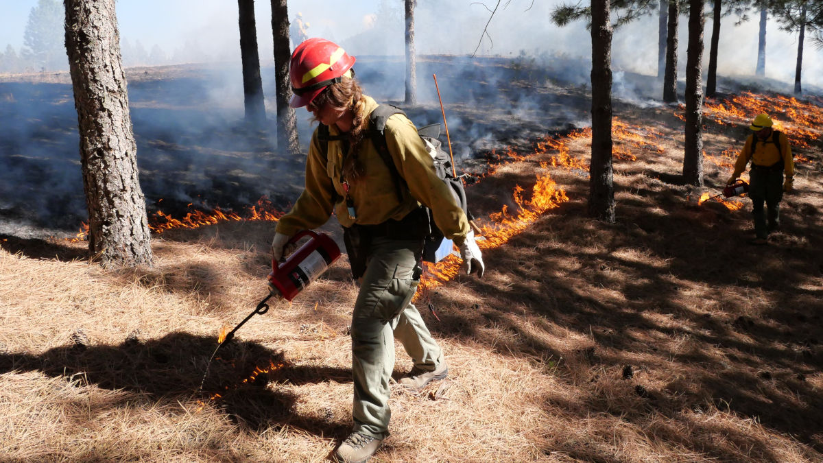 Woman wearing red helmet and yellow jacket setting fire to dry grass with a drip torch.