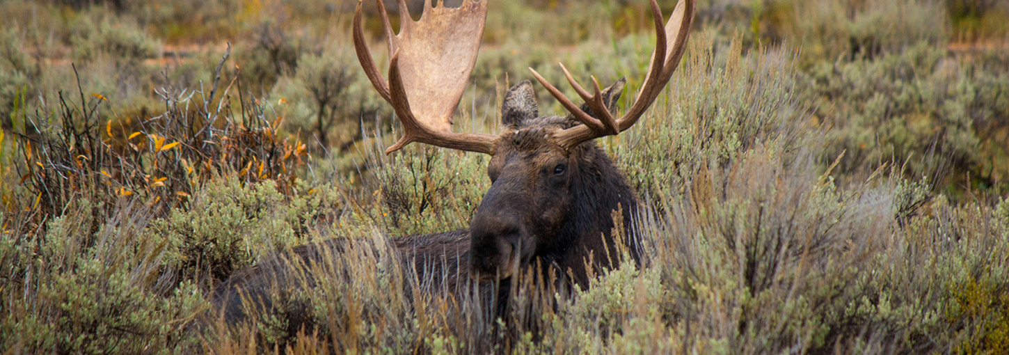 A moose amid sagebrush.