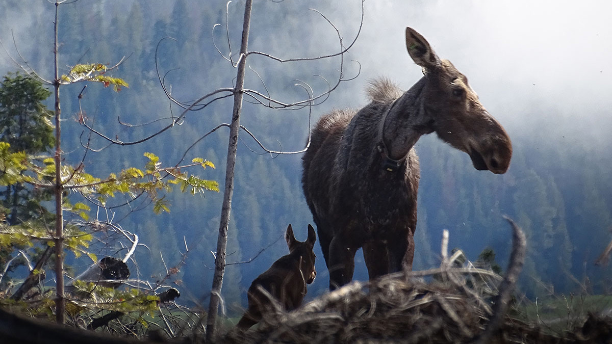 A collared moose and its calf.