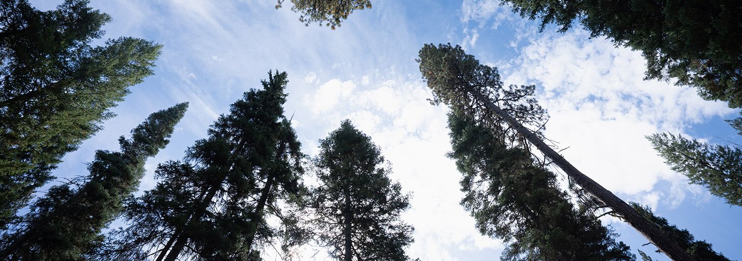 An upward view of trees in a forest